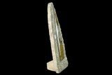 Fossil Orthoceras Sculpture - Tall - Morocco #136415-1
